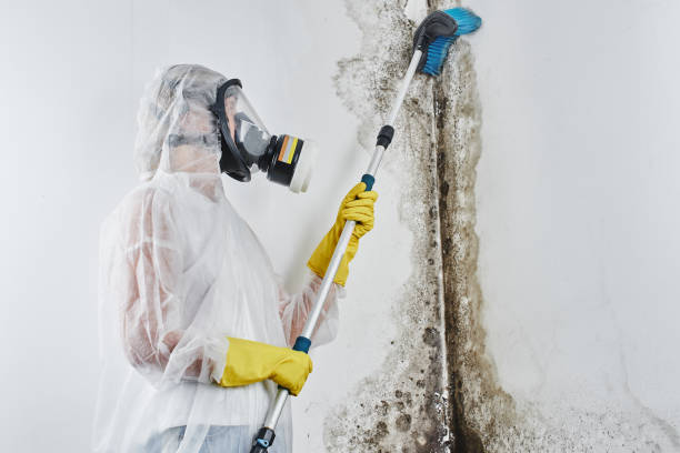 Best Basement Mold Remediation in Edmonds, WA