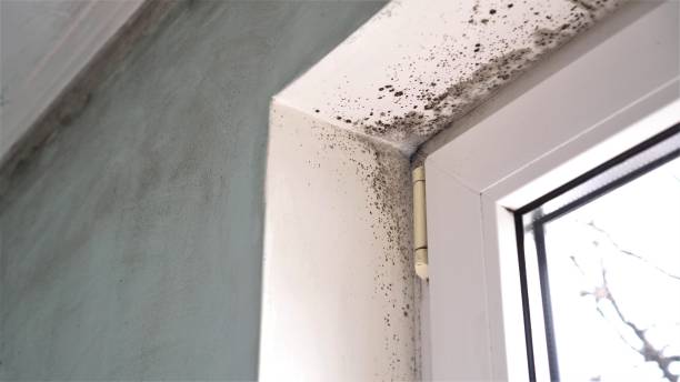 Best Post-Flood Mold Remediation in Edmonds, WA