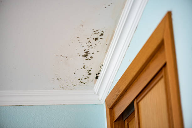 Edmonds, WA Mold Remediation Company