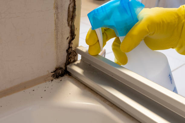 Best Black Mold Remediation in Edmonds, WA