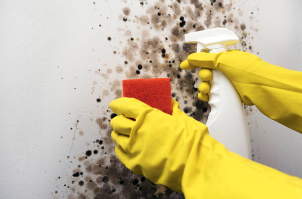 Best Emergency Mold Remediation in Edmonds, WA