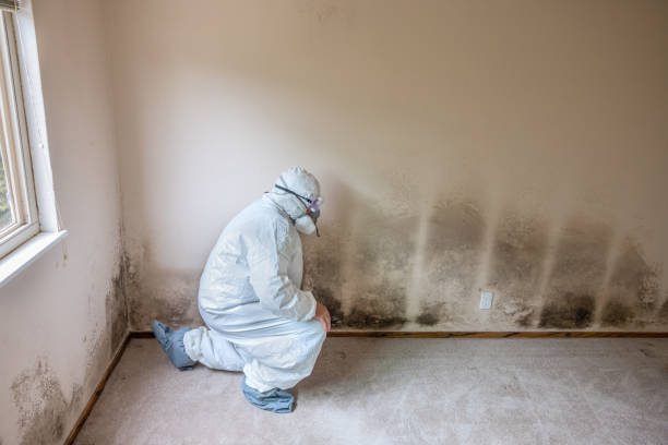 Professional Mold Remediation in Edmonds, WA